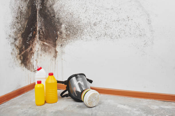 North Haledon, NJ Mold Removal Company