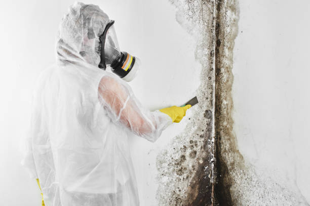 Best Mold Damage Repair  in North Haledon, NJ