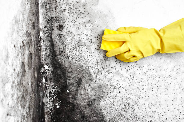 Best Mold Remediation  in North Haledon, NJ