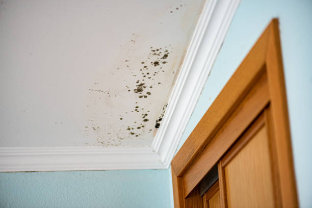 Best Water Damage Restoration  in North Haledon, NJ