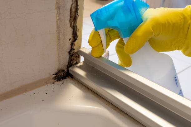 Best Black Mold Removal  in North Haledon, NJ