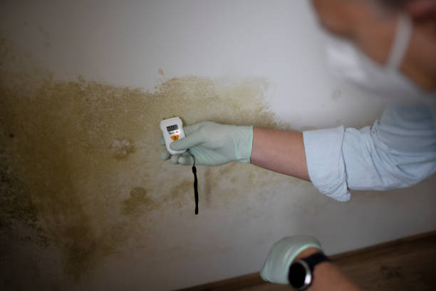 Best Mold Removal Near Me  in North Haledon, NJ