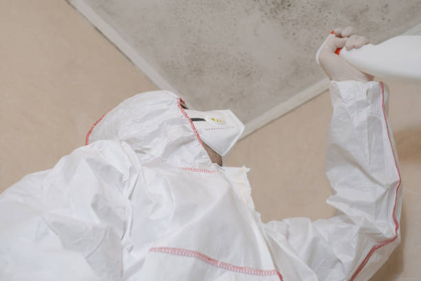 Best Fast Mold Removal  in North Haledon, NJ