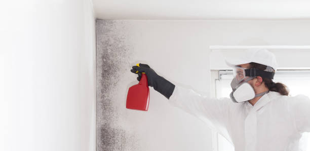 Best Black Mold Removal  in North Haledon, NJ