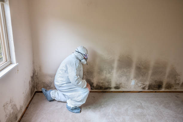 Best Local Mold Removal Service  in North Haledon, NJ