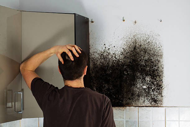 Best Same-Day Mold Removal  in North Haledon, NJ