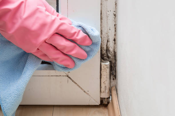Certified Mold Removal in North Haledon, NJ