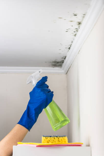 Best Certified Mold Removal  in North Haledon, NJ